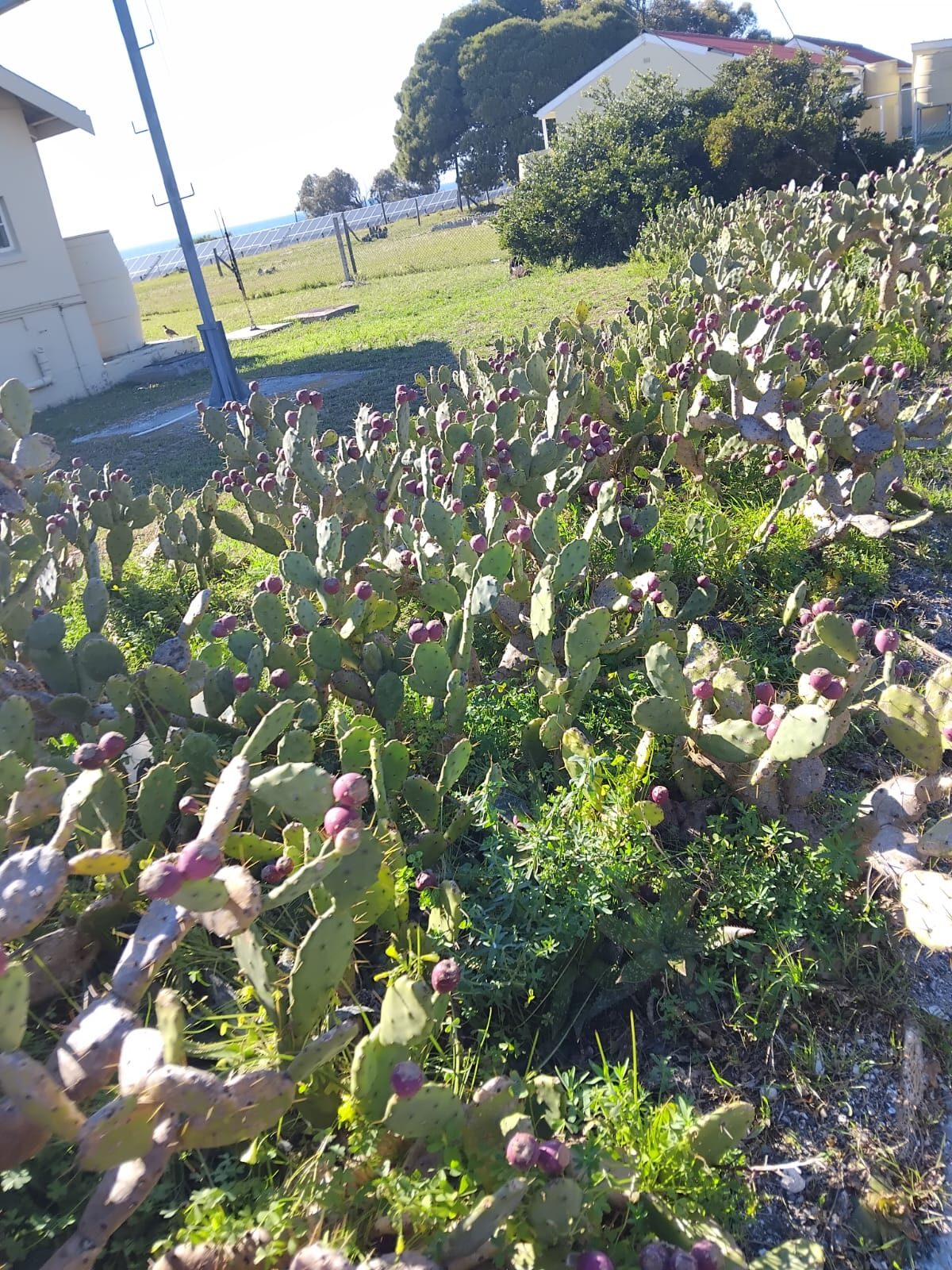 Indigenous fynbos and cactus on Robben Island